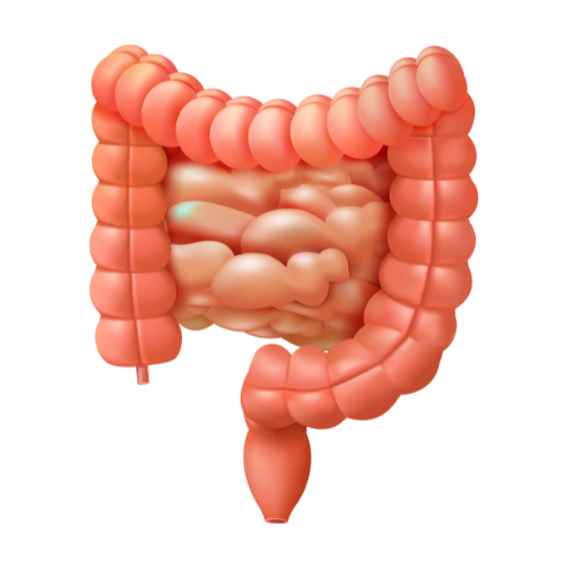 Digestion & Gut
